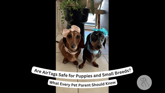 Are AirTags Safe for Puppies and Small Breeds? What Every Pet Parent Should Know - Paws & Whiskers - Dog Protection Gear