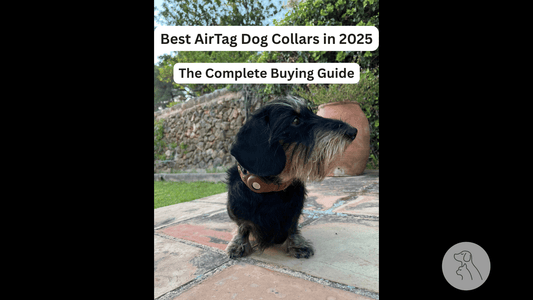 Best AirTag Dog Collars in 2025: The Complete Buying Guide - Paws & Whiskers - Dog Protection Gear
