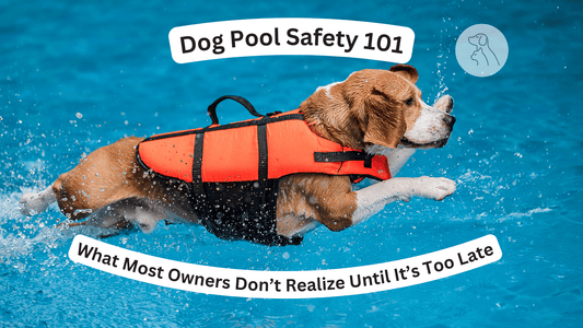 Dog Pool Safety 101: What Most Owners Don’t Realize Until It’s Too Late - Paws & Whiskers - Dog Protection Gear
