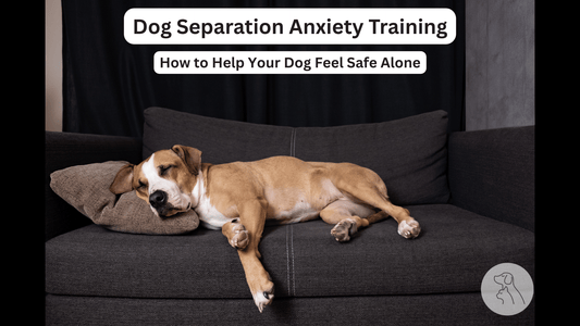 Dog Separation Anxiety Training: How to Help Your Dog Feel Safe Alone - Paws & Whiskers - Dog Protection Gear