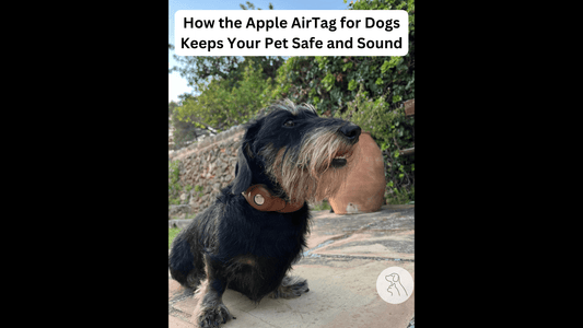 How the Apple AirTag for Dogs Keeps Your Pet Safe and Sound - Paws & Whiskers - Dog Protection Gear