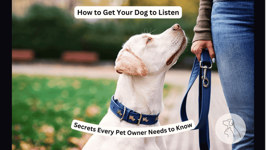 How to Get Your Dog to Listen: Secrets Every Pet Owner Needs to Know - Paws & Whiskers - Dog Protection Gear