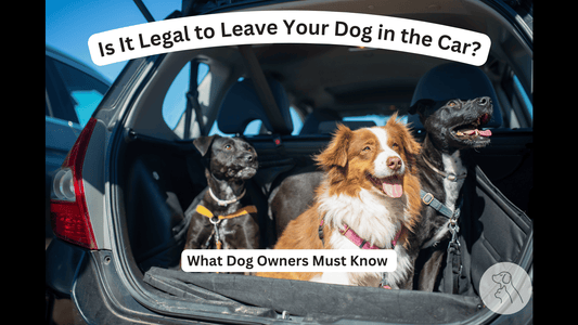 Is It Legal to Leave Your Dog in the Car? What Dog Owners Must Know - Paws & Whiskers - Dog Protection Gear