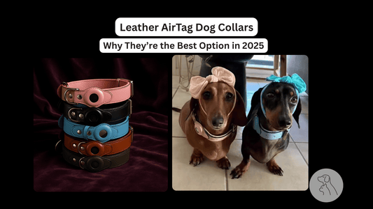 Leather AirTag Dog Collars: Why They’re the Best Option in 2025 - Paws & Whiskers - Dog Protection Gear
