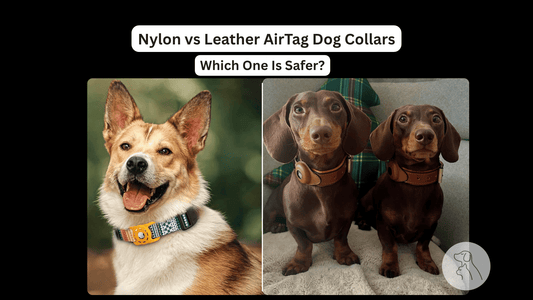 Nylon vs Leather AirTag Dog Collars: Which One Is Safer? - Paws & Whiskers - Dog Protection Gear