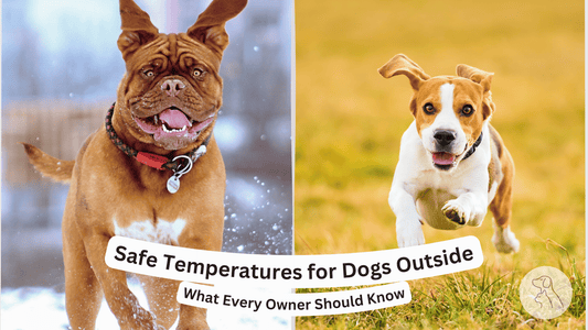 Safe Temperatures for Dogs Outside: What Every Owner Should Know - Paws & Whiskers - Dog Protection Gear