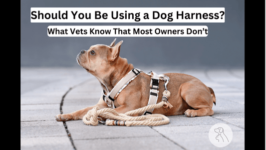 Should You Be Using a Dog Harness? What Vets Know That Owners Don’t - Paws & Whiskers - Dog Protection Gear