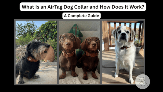 What Is an AirTag Dog Collar and How Does It Work? A Complete Guide - Paws & Whiskers - Dog Protection Gear