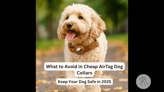What to Avoid in Cheap AirTag Dog Collars: Keep Your Dog Safe in 2025 - Paws & Whiskers - Dog Protection Gear