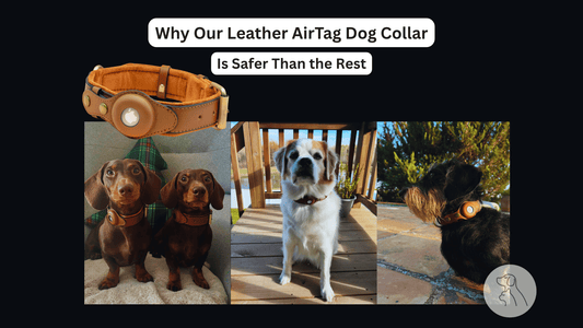 Why Our Leather AirTag Dog Collar Is Safer Than the Rest - Paws & Whiskers - Dog Protection Gear