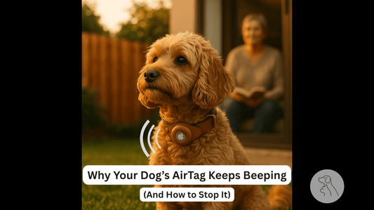 Why Your Dog’s AirTag Keeps Beeping (And How to Stop It) - Paws & Whiskers - Dog Protection Gear