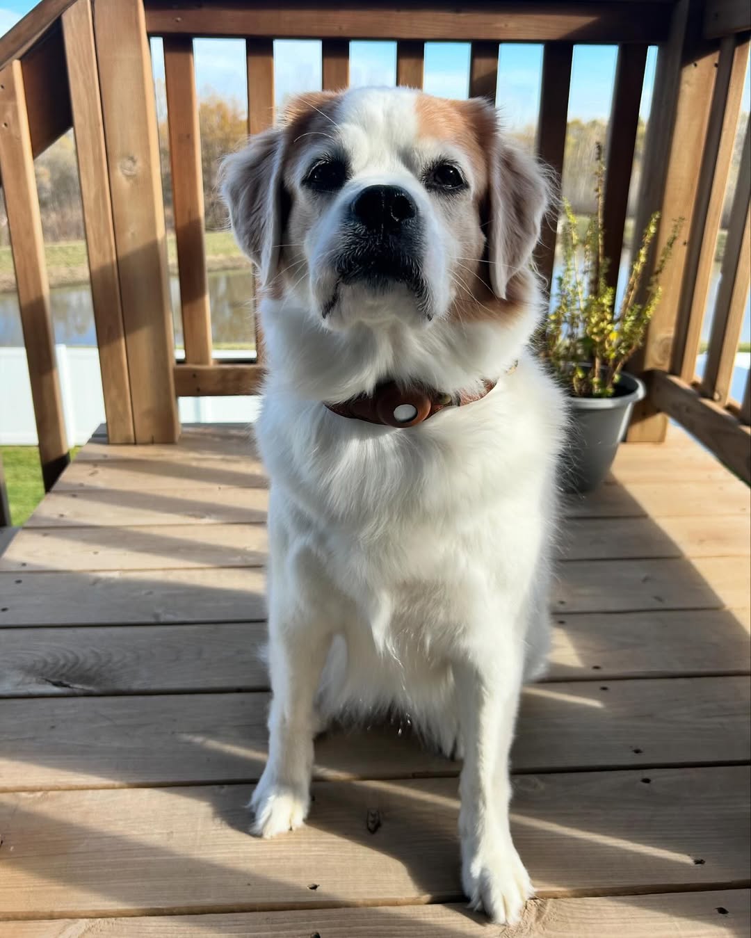 dog wearing brown leather airtag dog collar