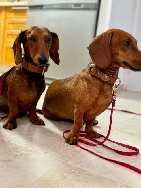 dachshunds wearing leather airtag dog collar
