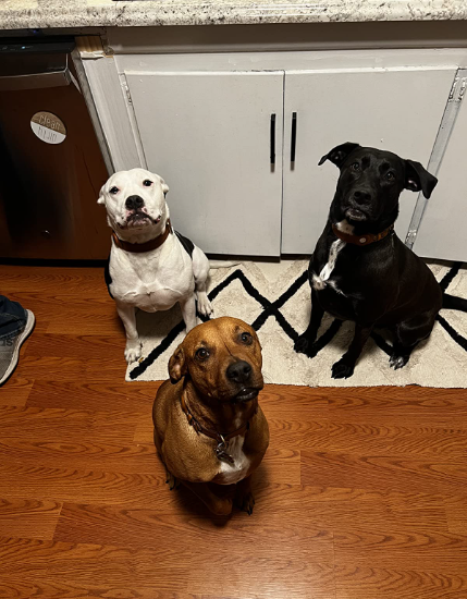 3 dogs wearing leather airtag dog collars