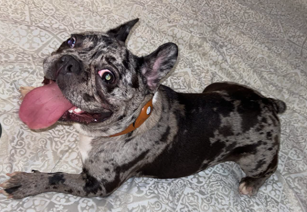 pug wearing leather airtag dog collar