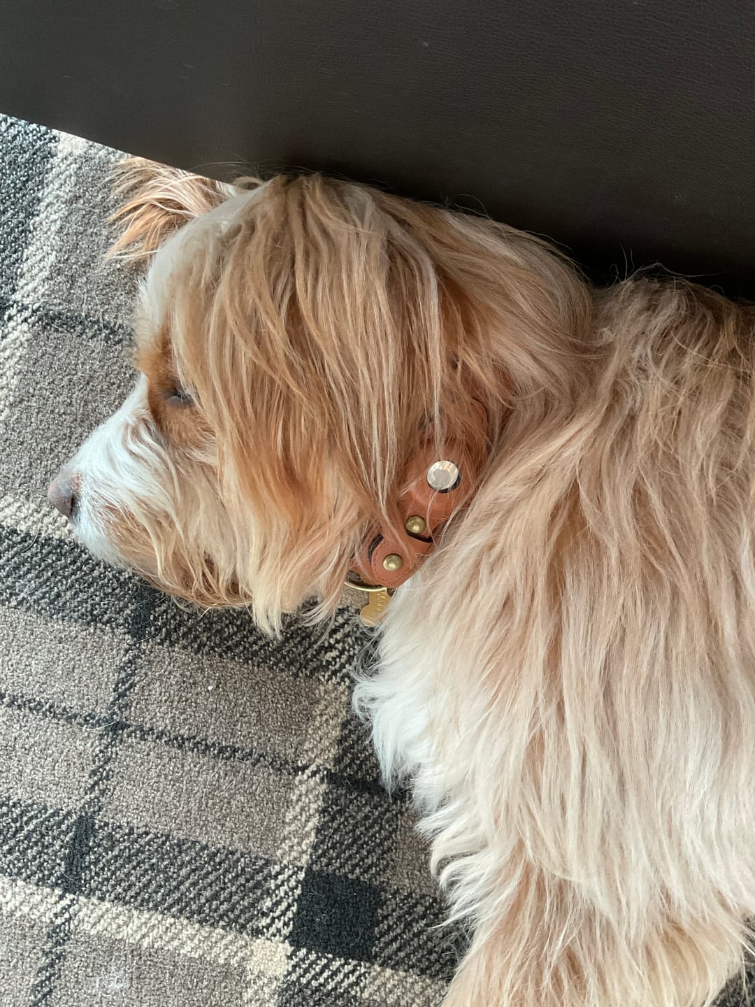 dog laying down wearing airtag dog collar