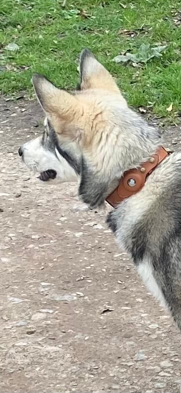 husky in brown leather airtag dog collar
