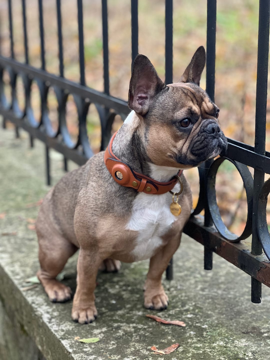 french bulldog in brown leather airtag dog collar