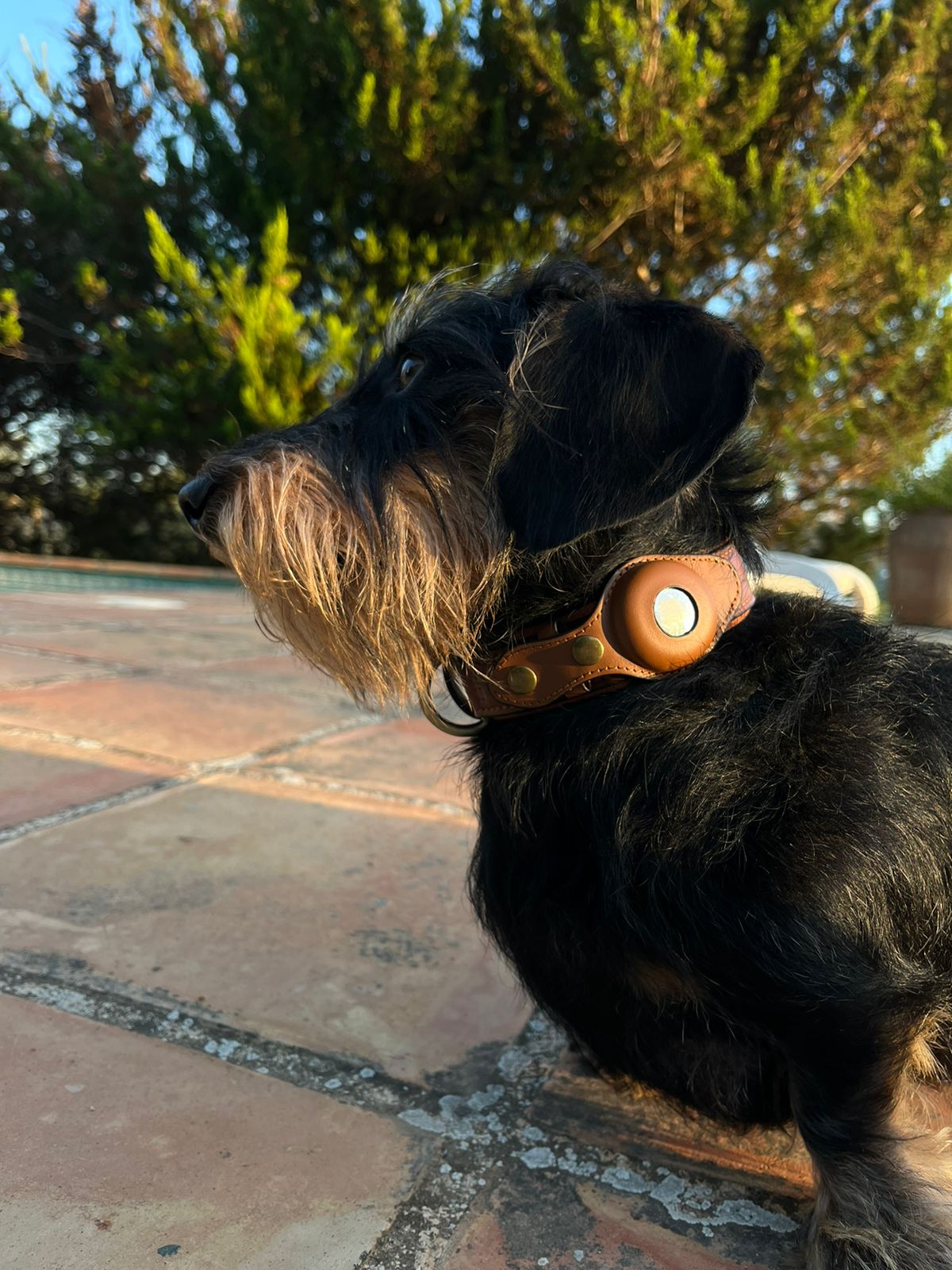 dachshund wearing airtag dog collar