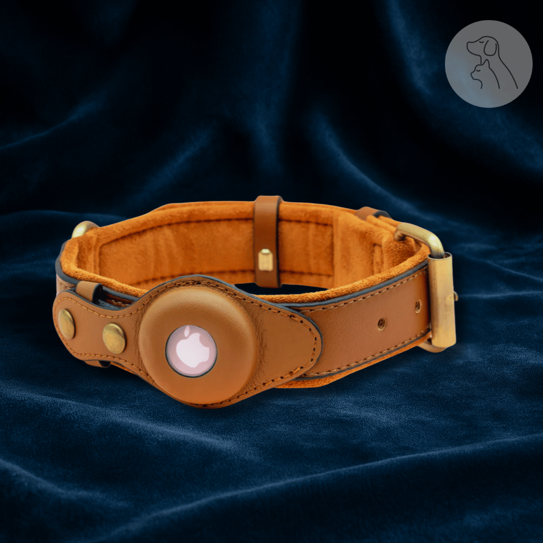 Leather AirTag Dog Collar - Paws & Whiskers - Dog Protection Gear