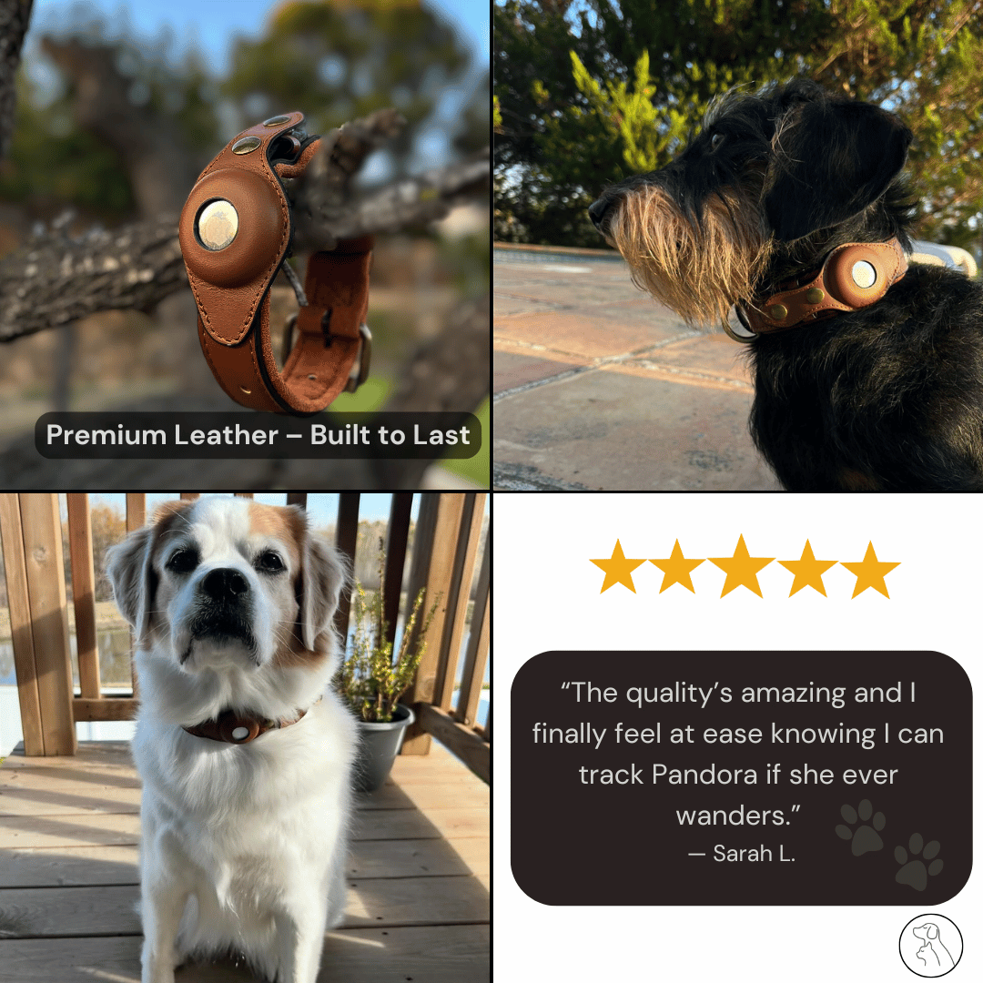 Leather AirTag Dog Collar - Paws & Whiskers - Dog Protection Gear