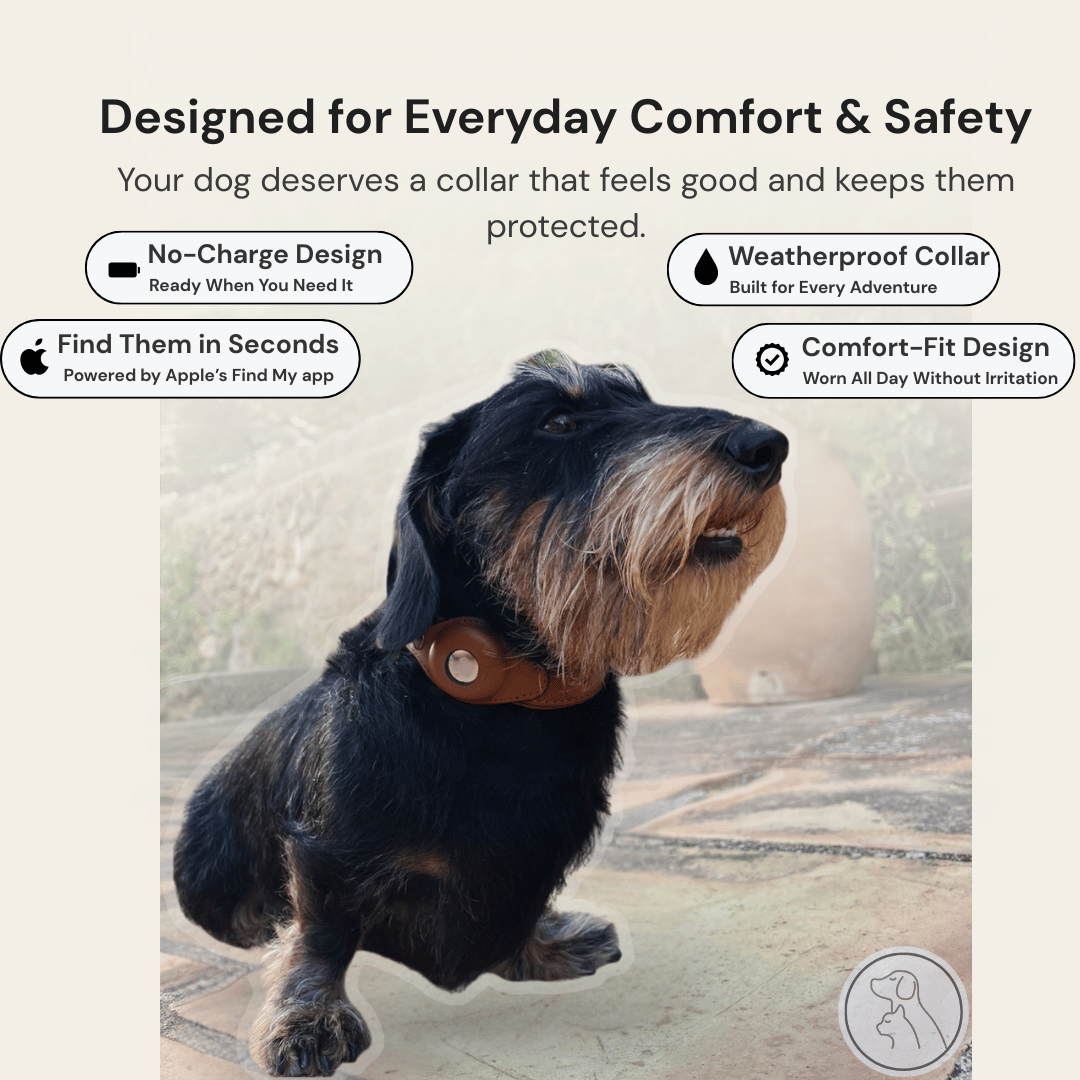 Leather AirTag Dog Collar - Paws & Whiskers - Dog Protection Gear