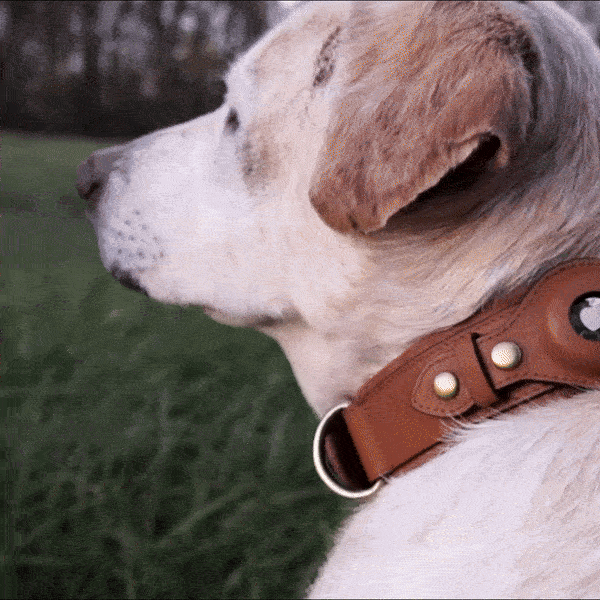 leather airtag dog collar on labrador