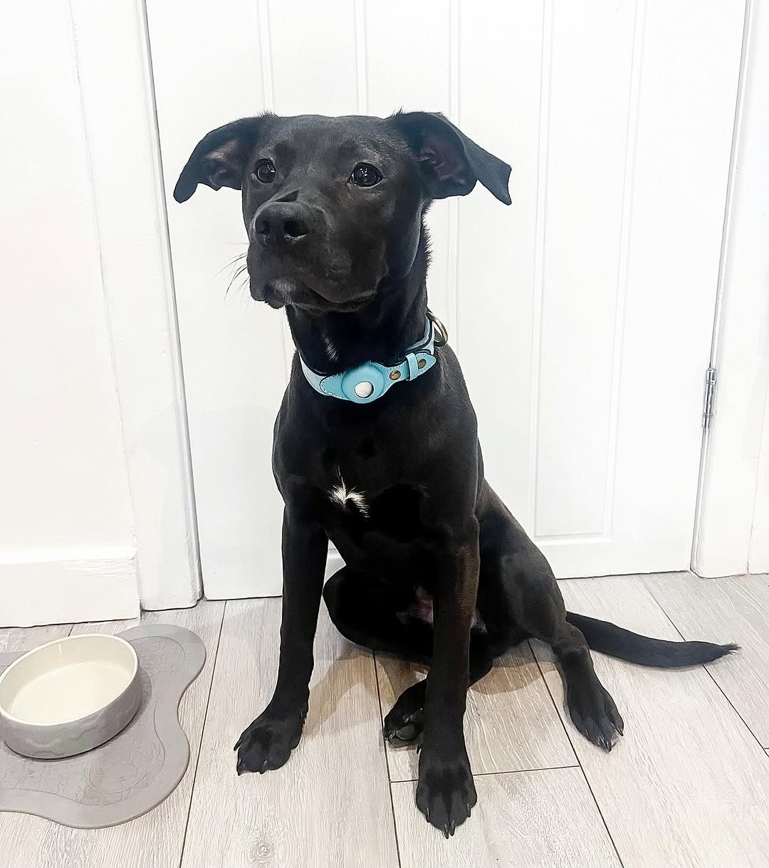 Leather AirTag dog collar in blue on black dog