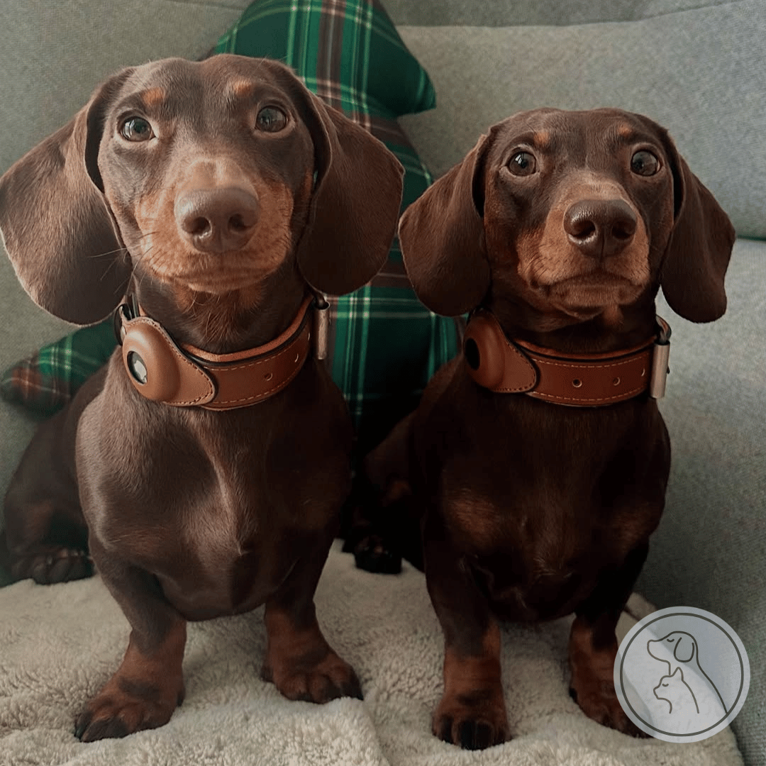 two dog wearing leather airtag dog collar