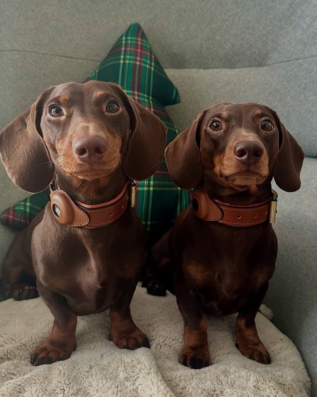 2 small dogs wearing brown leather airtag dog collars