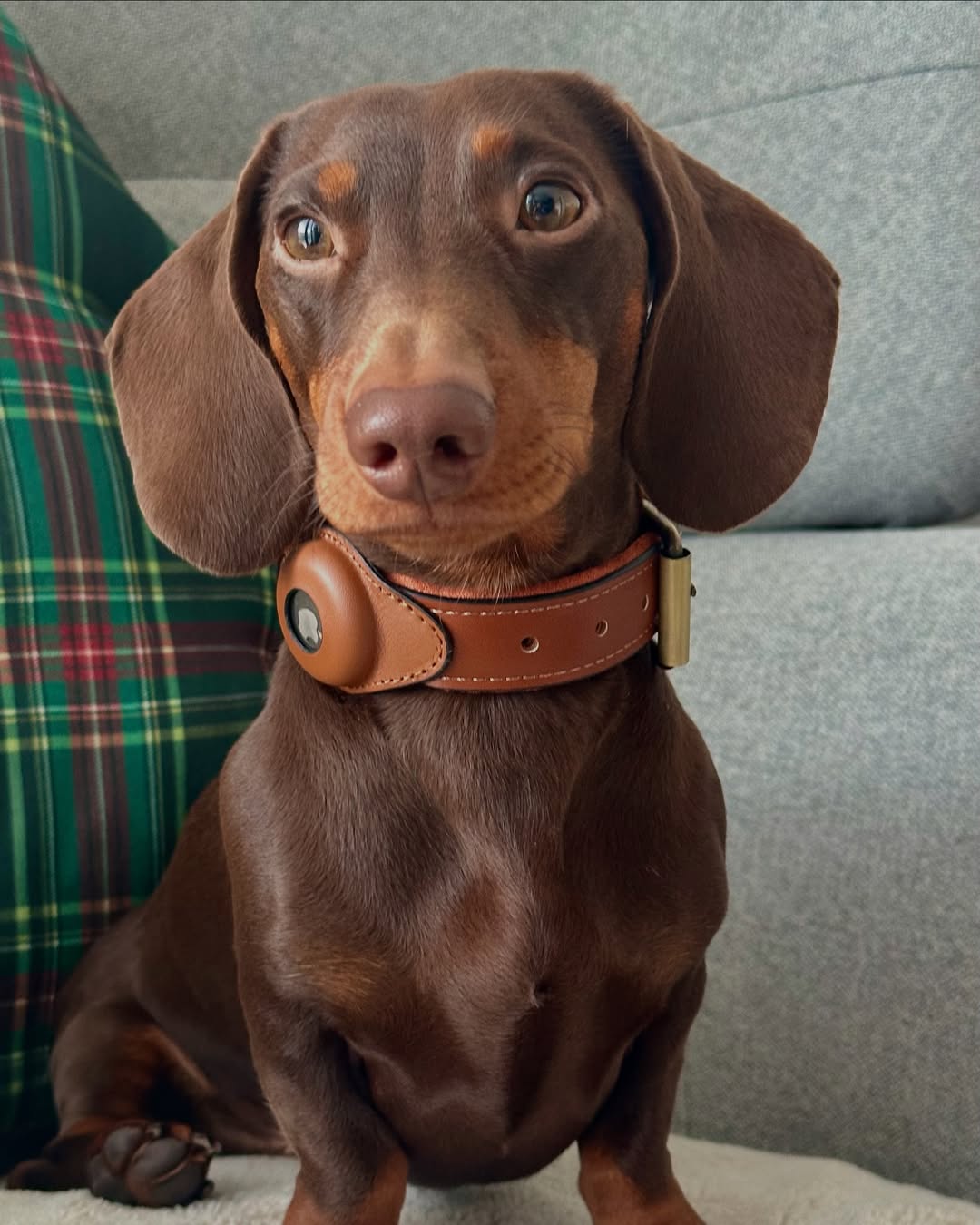 Leather AirTag dog collar in brown on small dog