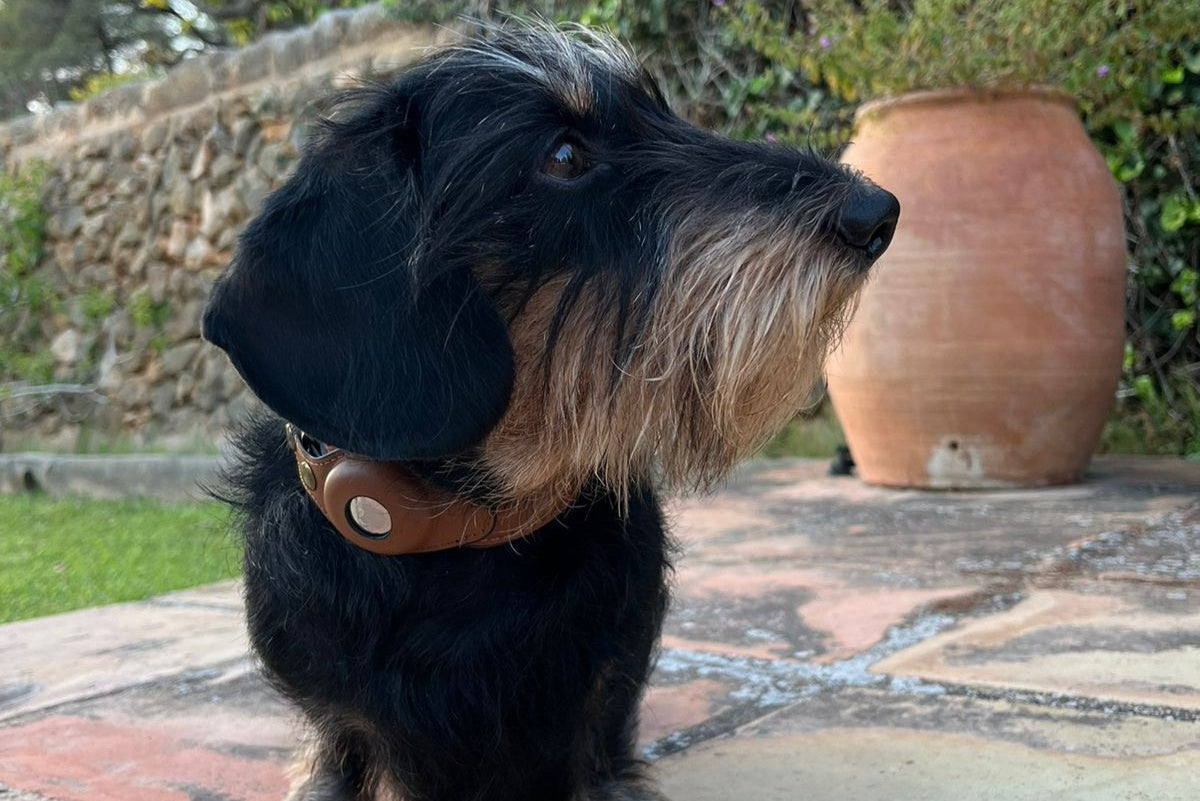small dog wearing leather airtag dog collar outside