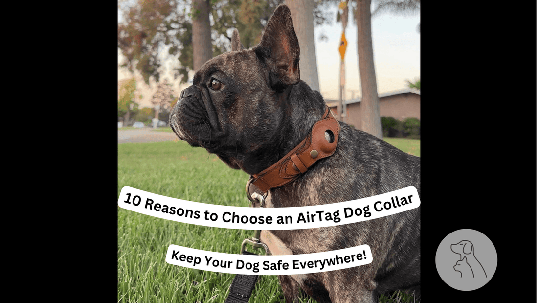 10 Reasons to Choose an AirTag Dog Collar for Your Pet’s Safety - Paws & Whiskers - Dog Protection Gear