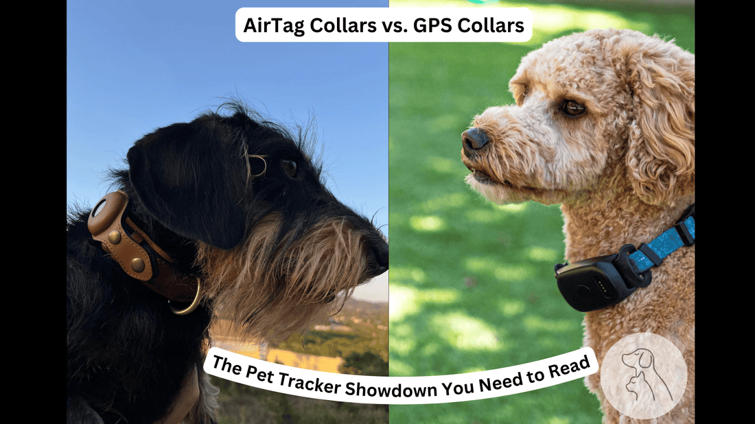AirTag vs. GPS Collars: The Pet Tracker Showdown You Need to Read - Paws & Whiskers - Dog Protection Gear