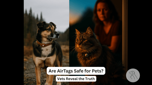 Are AirTags Safe for Pets? Vets Reveal the Truth - Paws & Whiskers - Dog Protection Gear
