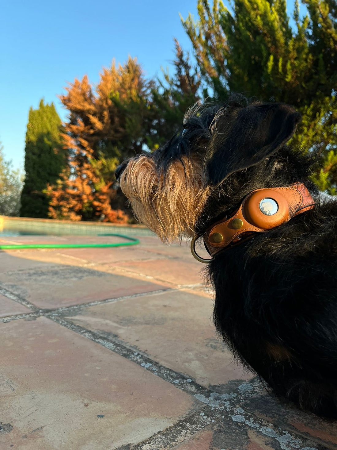 Best Dog Collar for Tracking: Why Paws & Whiskers Stands Out - Paws & Whiskers