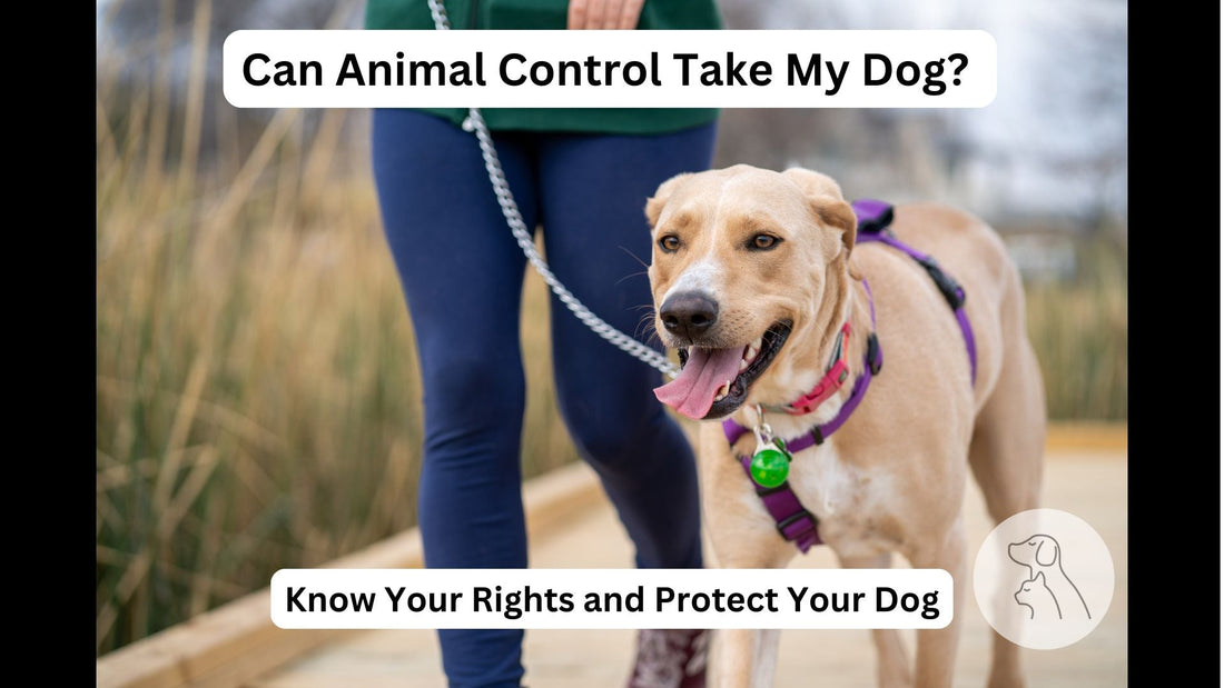 Can Animal Control Take My Dog? What You Need to Know - Paws & Whiskers - Dog Protection Gear