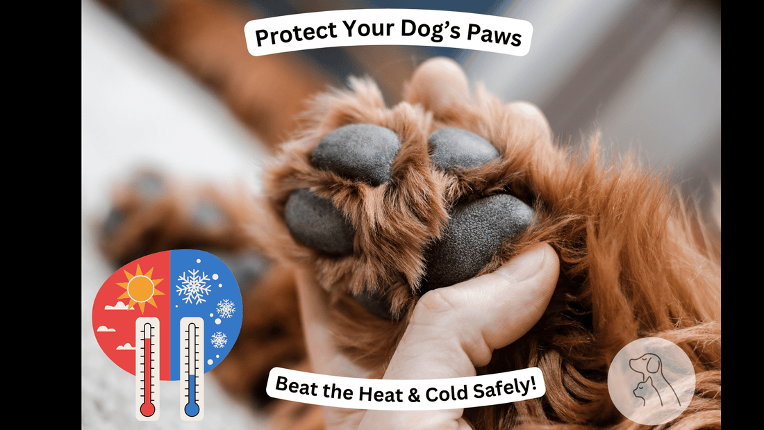 Dog Paw Safety: 10 Tips to Protect Your Dog’s Paws from Extreme Weather - Paws & Whiskers - Dog Protection Gear