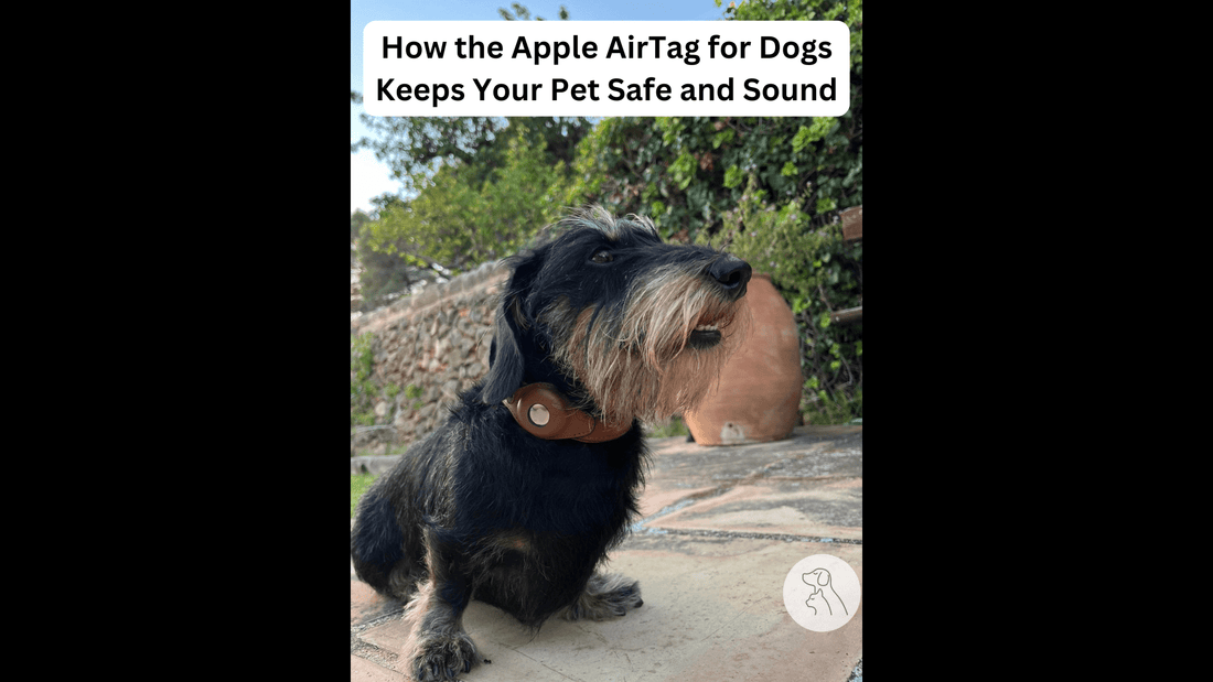 How the Apple AirTag for Dogs Keeps Your Pet Safe and Sound - Paws & Whiskers - Dog Protection Gear