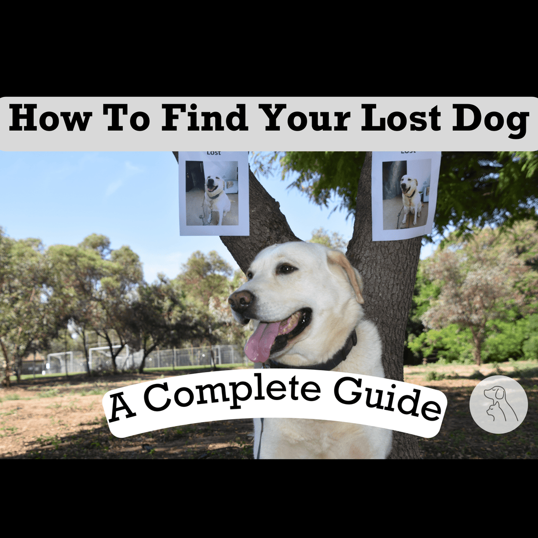 How to Find A Lost Dog: A Complete Guide for Pet Owners - Paws & Whiskers - Dog Protection Gear