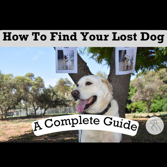 How to Find Your Lost Dog: A Complete Guide for Pet Owners - Paws & Whiskers