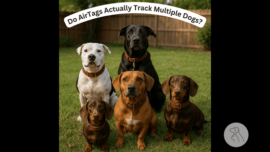 How to Use AirTag Dog Collars for Tracking Multiple Dogs Easily - Paws & Whiskers - Dog Protection Gear