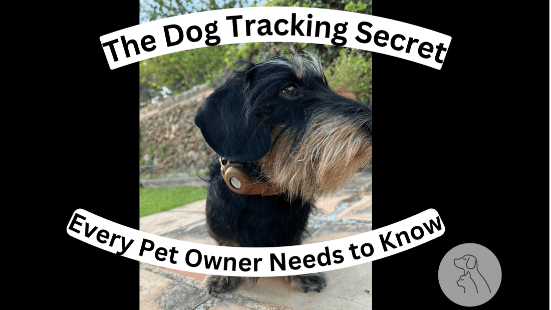 The Dog Tracking Secret Every Pet Owner Needs to Know - Paws & Whiskers - Dog Protection Gear